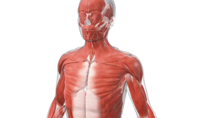 Human Anatomy Model